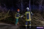 11.02.2020 ab 00:51 Uhr | TH Bäume auf Pkws/Straße