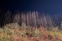 13.08.2022 17:43 UHR | BRANDEINSATZ WALDBRAND, DILLENBURG (67)
