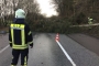 Baum auf Strasse